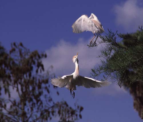 Cattle Egret Dispute.
